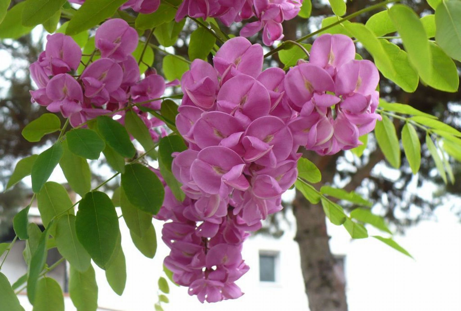 Robinia margaretta